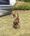 Ho Litter Odesza (Bonded Pair) -ADOPTED 08.15.15