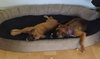 Ho Litter Odesza (Bonded Pair) -ADOPTED 08.15.15