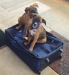 Ho Litter Odesza (Bonded Pair) -ADOPTED 08.15.15