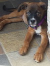 Ho Litter Melia (Bonded Pair) - ADOPTED 08.15.15