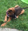 Ho Litter Melia (Bonded Pair) - ADOPTED 08.15.15