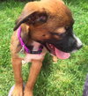 Ho Litter Melia (Bonded Pair) - ADOPTED 08.15.15