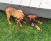 Ho Litter Melia (Bonded Pair) - ADOPTED 08.15.15