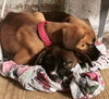 Ho Litter Melia (Bonded Pair) - ADOPTED 08.15.15