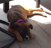 Ho Litter Melia (Bonded Pair) - ADOPTED 08.15.15