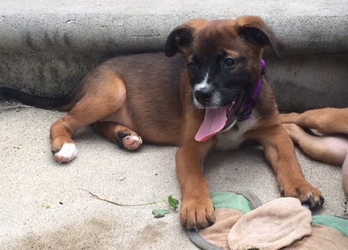 Ho Litter Melia (Bonded Pair) - ADOPTED 08.15.15