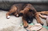 Ho Litter Melia (Bonded Pair) - ADOPTED 08.15.15