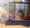 Ho Litter Melia (Bonded Pair) - ADOPTED 08.15.15
