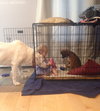 Ho Litter Melia (Bonded Pair) - ADOPTED 08.15.15