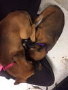 Ho Litter Melia (Bonded Pair) - ADOPTED 08.15.15