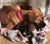 Ho Litter Melia (Bonded Pair) - ADOPTED 08.15.15
