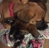 Ho Litter Melia (Bonded Pair) - ADOPTED 08.15.15