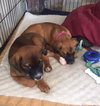 Ho Litter Melia (Bonded Pair) - ADOPTED 08.15.15