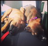 Ho Litter Melia (Bonded Pair) - ADOPTED 08.15.15