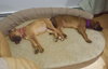 Ho Litter Melia (Bonded Pair) - ADOPTED 08.15.15