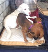 Ho Litter Melia (Bonded Pair) - ADOPTED 08.15.15