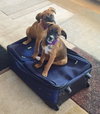 Ho Litter Melia (Bonded Pair) - ADOPTED 08.15.15