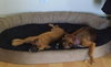 Ho Litter Melia (Bonded Pair) - ADOPTED 08.15.15
