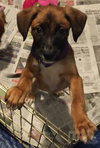 Ho Litter Koki - ADOPTED 07.30.15