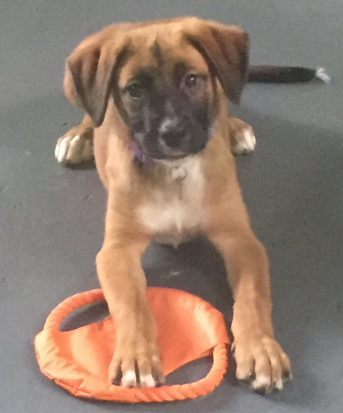 Ho Litter Koki - ADOPTED 07.30.15