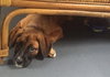 Ho Litter Koki - ADOPTED 07.30.15
