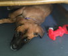 Ho Litter Koki - ADOPTED 07.30.15
