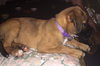 Ho Litter Koki - ADOPTED 07.30.15
