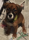 Ho Litter Aviva - ADOPTED 07.29.15