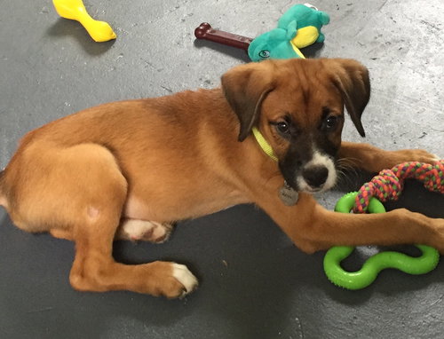 Ho Litter Aviva - ADOPTED 07.29.15