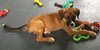 Ho Litter Aviva - ADOPTED 07.29.15