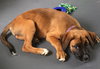 Ho Litter Aviva - ADOPTED 07.29.15