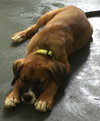 Ho Litter Aviva - ADOPTED 07.29.15