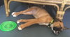 Ho Litter Aviva - ADOPTED 07.29.15