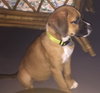 Ho Litter Aviva - ADOPTED 07.29.15