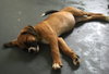 Ho Litter Aviva - ADOPTED 07.29.15