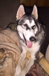 Storm - ADOPTED 09.28.18