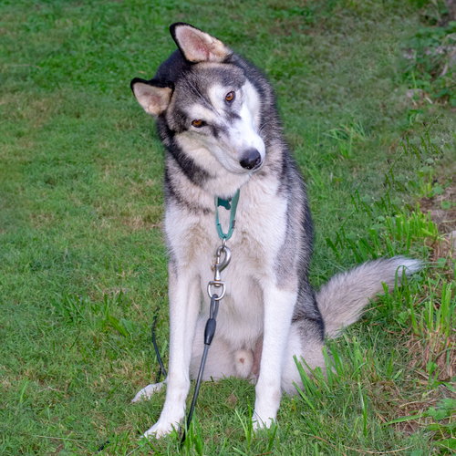 Storm - ADOPTED 09.28.18