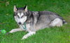 Storm - ADOPTED 09.28.18