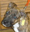 Tim - ADOPTED 12.13.15