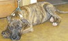 Tim - ADOPTED 12.13.15