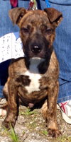 Tim - ADOPTED 12.13.15