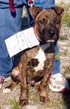 Tim - ADOPTED 12.13.15
