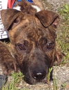 Tim - ADOPTED 12.13.15