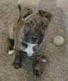 Tim - ADOPTED 12.13.15