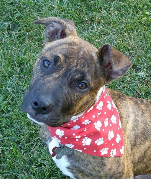 Tim - ADOPTED 12.13.15