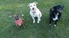 Tim - ADOPTED 12.13.15