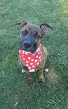 Tim - ADOPTED 12.13.15