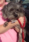 Spicy-ADOPTED-8.3.15