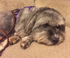Spicy-ADOPTED-8.3.15