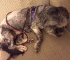 Spicy-ADOPTED-8.3.15